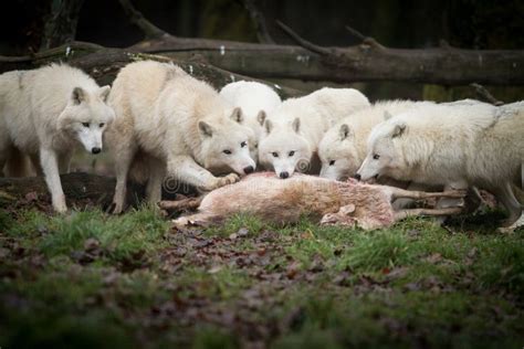 A Groupe Of White Wolf Eatingin The Forest Stock Photo Image Of