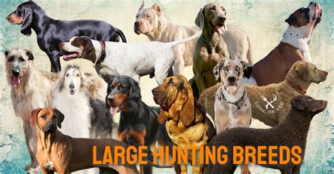 13 Best Large Hunting Dog Breeds