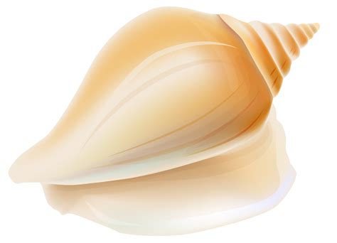 Shankha Seashell Conchology Transparent Seashell Png Clipart Png