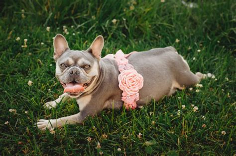 Someone is claiming to have i even checked websites such as ebay classifieds, craigslist, hoobly, etc. King's Royal Frenchies - Best French Bulldog Breeder in ...