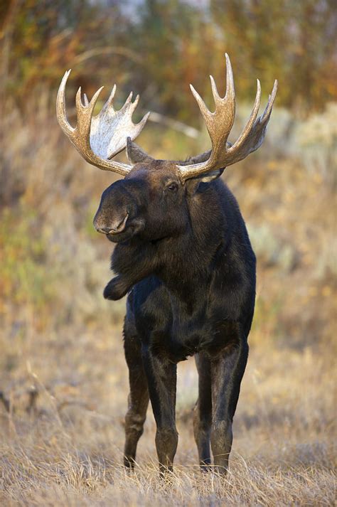 Autumn Bull Moose Iiii Photograph By Gary Langley Fine Art America