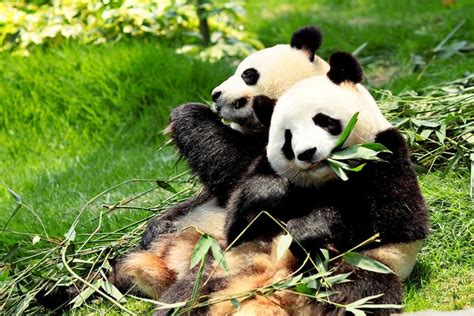 Day Tour Chengdu Panda Breeding Base And Leshan Giant Buddha Triphobo