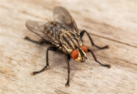 How To Eliminate A Fly Infestation In House A Detailed Guide Pestopped