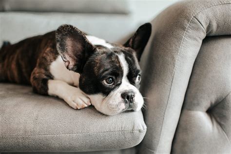 Bored Dogs: Signs Your Dog Is Bored and How to Help | Doggy Boredom