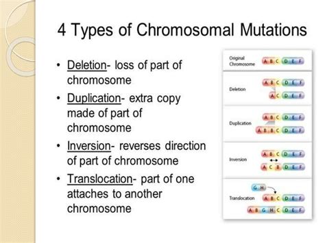 Types Of Gene Mutation Ppt Gene Mutation Activity Instructions Gene