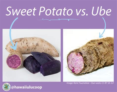 What Is The Difference Between Purple Sweet Potato And Ube Hawai I Ulu Cooperative
