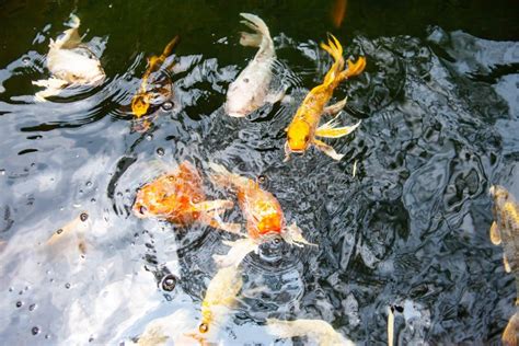 Beautiful Colorful Koi Fish Stock Image Image Of Colorful Asian