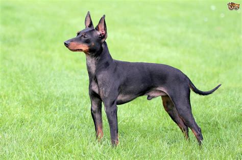 English Toy Terrier Dog Breed Information Buying Advice