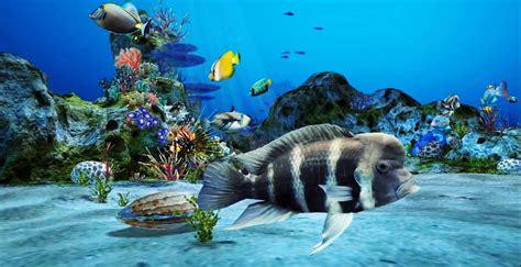 Live Aquarium Wallpapers Top Free Live Aquarium Backgrounds