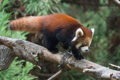 Red Panda Twins Debut At Prospect Park Zoo Zooborns