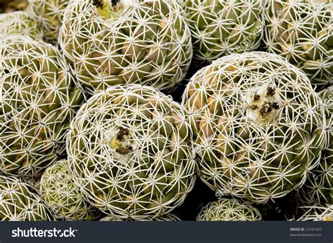 Small Barrel Cactus Stock Photo 12181597 Shutterstock