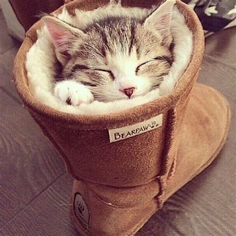 Cat In A Boot Pictures Photos And Images For Facebook Tumblr