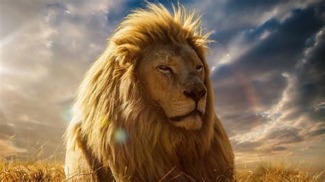 Cool Lion Wallpapers 69 Images