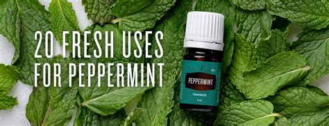 12 drops ylang ylang 10 drops bergamont. 20 Fresh Uses for Peppermint Essential Oil - Young Living ...