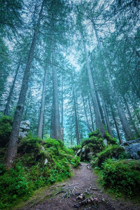 Dark Misty Forest Landscape Big Trees Path Roots And Stones Stock