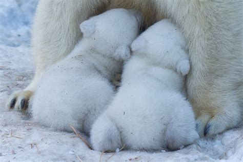 Polar Bear Mom Feeding Twins Cubs By Anton Belovodchenko Photo