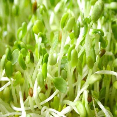 Traditional use and health benefits. Buy Alfalfa Grass Powder from Jhaveri Organic Farms ...