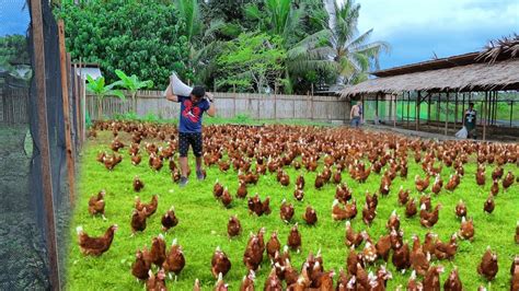 Free Range Chicken Farming Episode 59│harvesting Hundreds Of Eggs And Feeding 800 Native