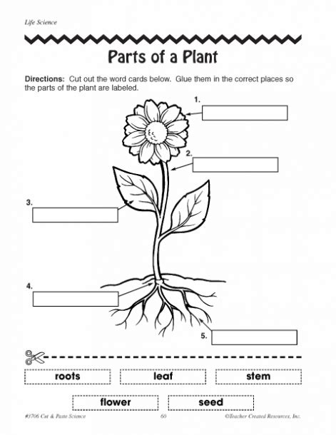 Parts Of A Plant Worksheet