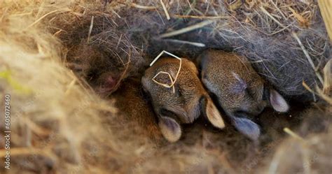 Close Up Footage Of Newborn Rabbits Huddling Together In A Cozy Straw