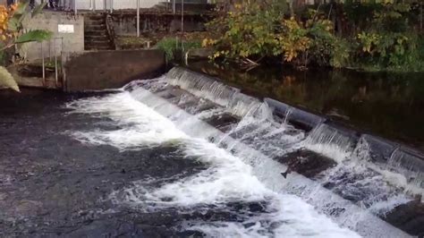 Jumping Salmon At Friends Of The Issaquah Salmon Hatchery Youtube