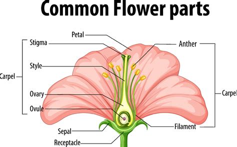 Diagram Showing Common Flower Parts 7190869 Vector Art At Vecteezy