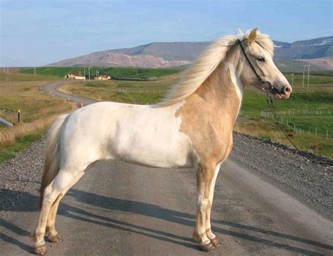 Pinto Icelandic Horses