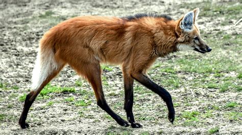 Maned Wolf A Strikingly Beautiful South American Canid Live Science
