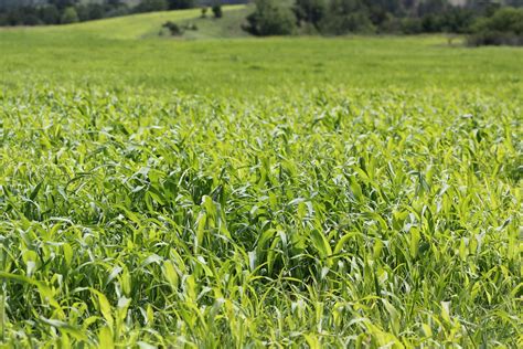 July 15 Deadlines Approaching For Annual Forage Insurance Announce