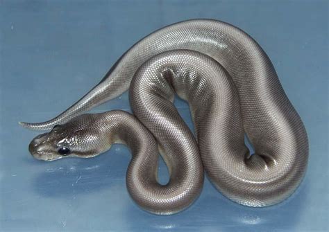 You Dont See Something Like The Silver Morph Ball Python Every Day