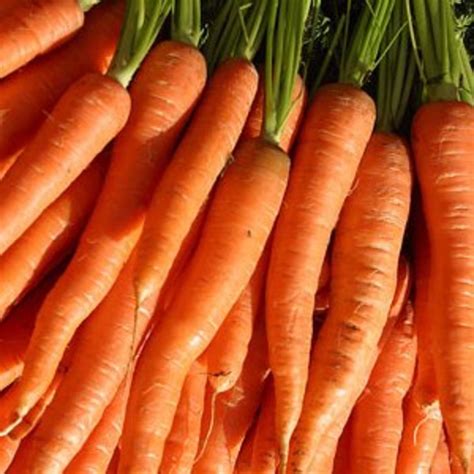 The Idiots Guide How To Grow Carrots Indoors Outdoors