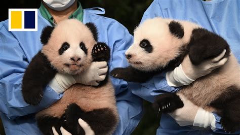 ‘cuter In Real Life Twin ‘treasure Pandas Charm Public At Name