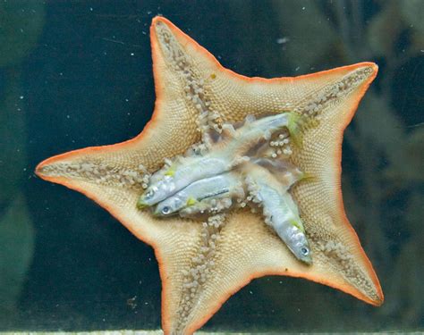 Crw1426 Starfish Digestion Linda Thomas Fowler Flickr