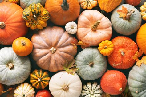 Different Pumpkin Types And How To Use Them Fine Dining Lovers