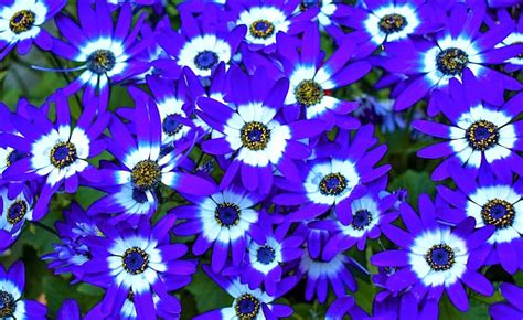 Plantas Con Flores Azules Plantas Y Jardines