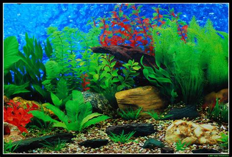Animated Fish Tank Wallpaper Animated Fish Aquarium Desktop Wallpapers