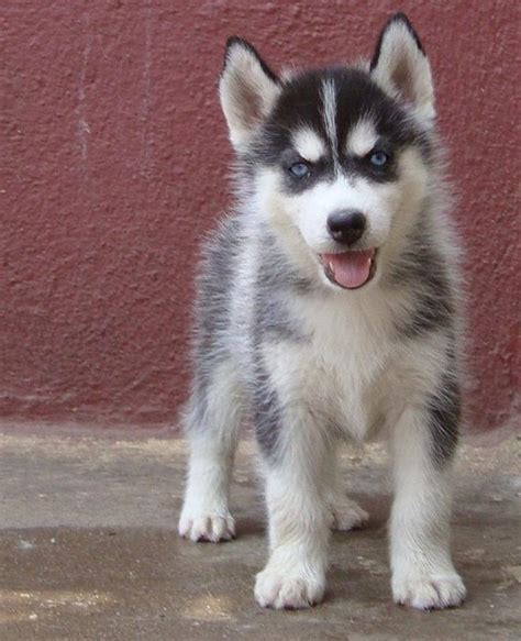Find husky in dogs & puppies for rehoming | find dogs and puppies locally for sale or adoption in husky in dogs & puppies for rehoming in canada. Siberian Husky Puppies for Sale(Bangalore Huskys Club 1)(14141) | Dogs for Sale | Price of ...