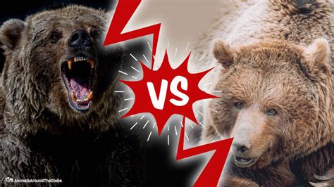 Brown Bear Vs Grizzly Bear Animals Around The Globe