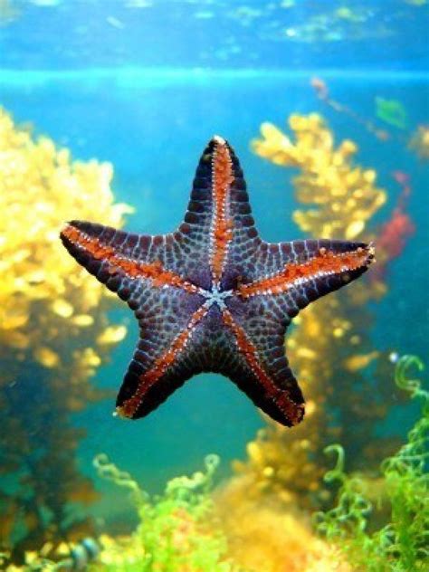 Photo Of A Beautiful Starfish An Illustration For Magazines