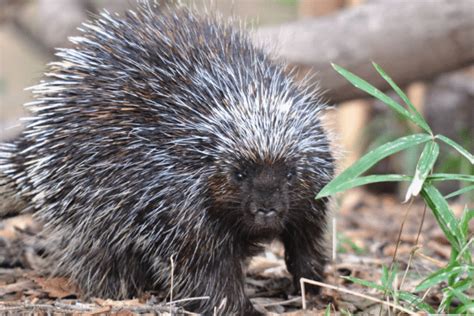 Trapping Porcupines Whats The Best Way