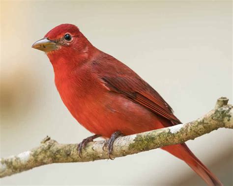 Northern Cardinal Song Call Facts Female Habitat Diet