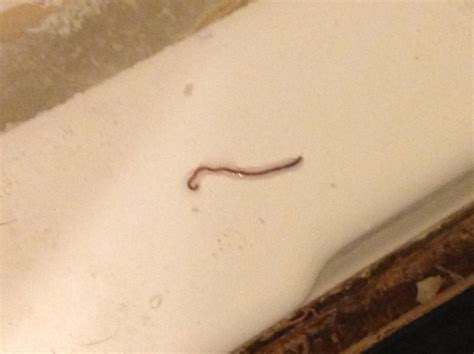 I Always Find These Worms In My Bathroom On Ocassion Which Species Is