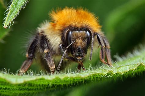 Bumble Bee Nest Removal Manchester Bumble Bee Control
