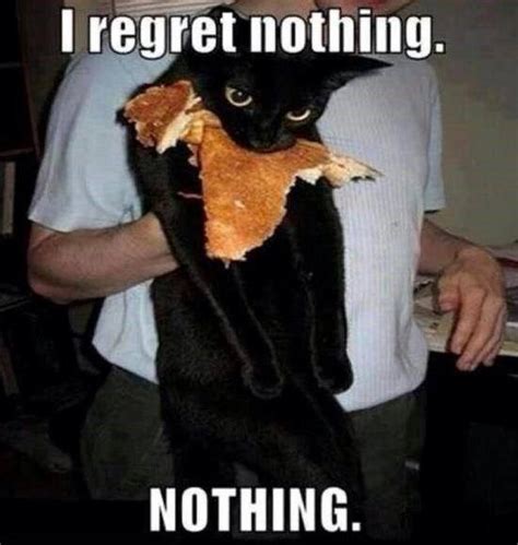 The Best Cat Meme Of The Decade 50 11 I Can Has Cheezburger Funny
