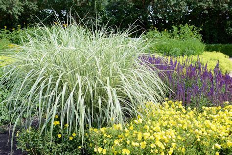 The Best Ornamental Grasses For The Shade Craftsmumship