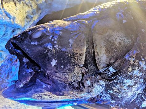 Numazu Deep Sea Aquarium 2021 All You Need To Know Before You Go
