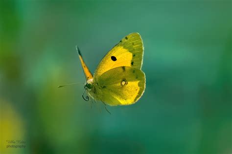Clouded Yellow Butterfly In Flight Ii Villa Ndio