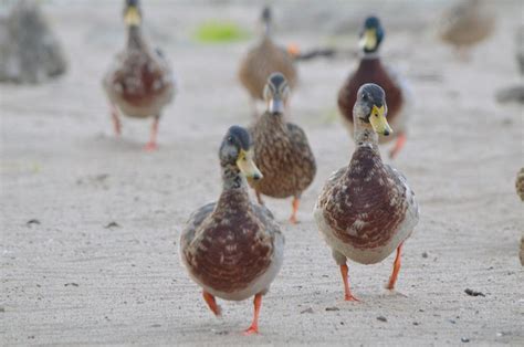 Waddling Ducks Duck Photography Animals