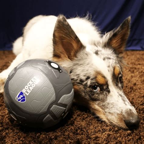 A Dog Laying On The Ground Next To A Ball