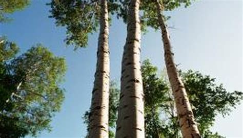 Poplar Tree Identification Sciencing